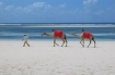 16    4 daagse Safari Mombasa Rendez Vous met  Southern Palms Beach